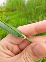 Phalaris arundinacea
