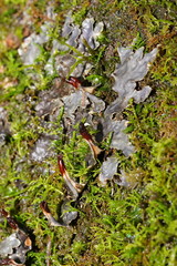 Peltigera dolichorhiza