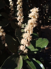 Miconia ferruginata