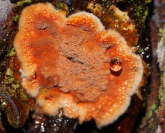 Gloeoporellus merulinus