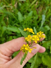 Rorippa