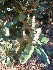 Miconia ferruginata