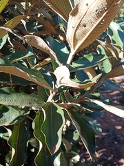 Miconia ferruginata