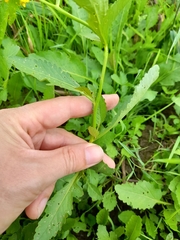 Rorippa