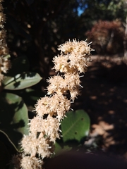 Miconia ferruginata