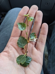 Betula nana