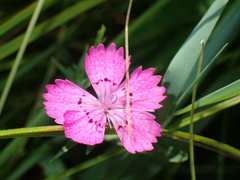 Dianthus collinus glabriusculus