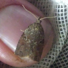 Apoctena orthropis