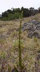 Coprosma ernodeoides