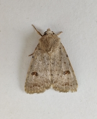 Caradrina kadenii