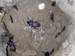 Carabus schoenherri