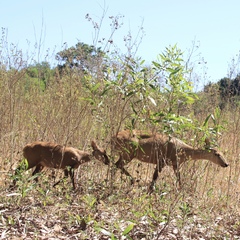 Axis calamianensis