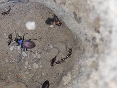 Carabus schoenherri