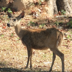 Axis calamianensis