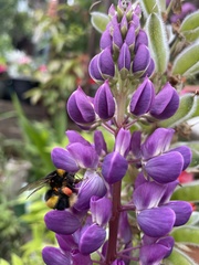 Bombus terrestris