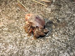 Coenobita cavipes