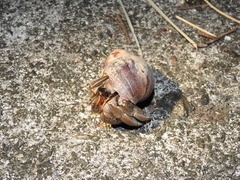 Coenobita cavipes