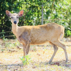 Axis calamianensis