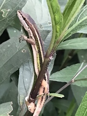 Takydromus stejnegeri