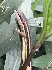 Takydromus stejnegeri