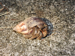 Coenobita cavipes
