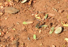 Cicindela calligramma