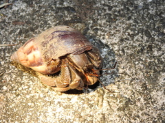 Coenobita cavipes