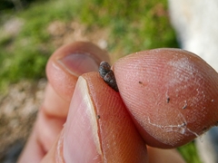 Chondrina arcadica