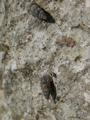 Chondrina arcadica