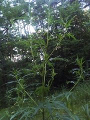 Artemisia vulgaris