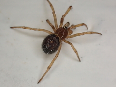 Steatoda bipunctata