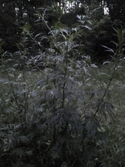 Artemisia vulgaris