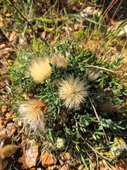 Jurinea humilis