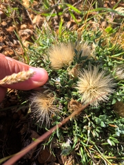 Jurinea humilis
