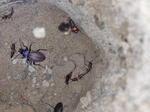 Platydracus fulvipes (Platydracus fulvipes)
