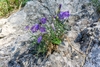 Campanula praesignis - Photo (c) Philipp Pavelka, some rights reserved (CC BY), uploaded by Philipp Pavelka