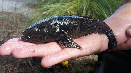 Giant bully (Gobiomorphus gobioides) — Eleotridae — 2