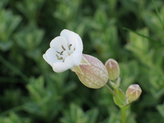 Silene uniflora