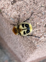 Trichius fasciatus