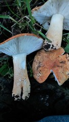 Russula ballouii