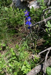 Delphinium sutherlandii