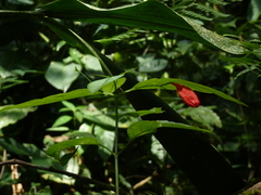 Ruellia brevifolia