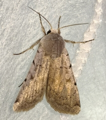 Epipsilia grisescens