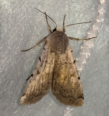 Epipsilia grisescens