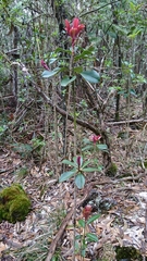 Myrsine lessertiana