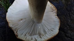 Russula ballouii