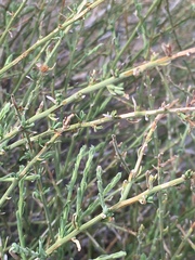 Baccharis brachyphylla