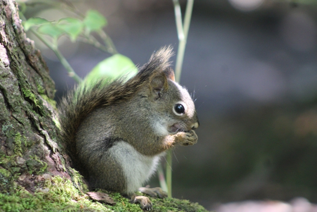 Southern Appalachian Red Squirrel