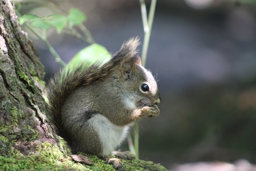 Southern Appalachian Red Squirrel