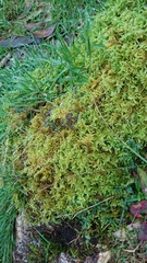 Hypnum plumaeforme
